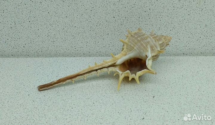 Мурекс Трапа 9,3 морская ракушка раковина