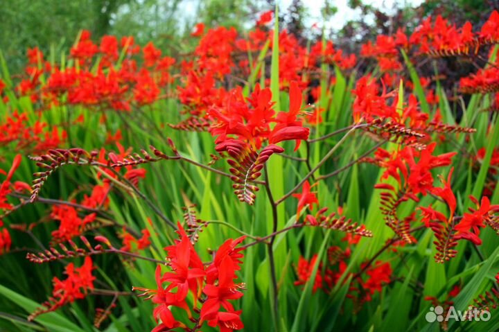 Луковицы гладиолуса