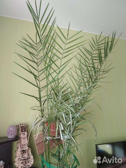 Пальма финиковая комнатная
