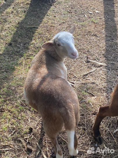 Барашки на племя