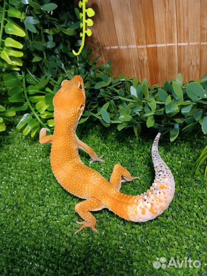 Эублефары blood