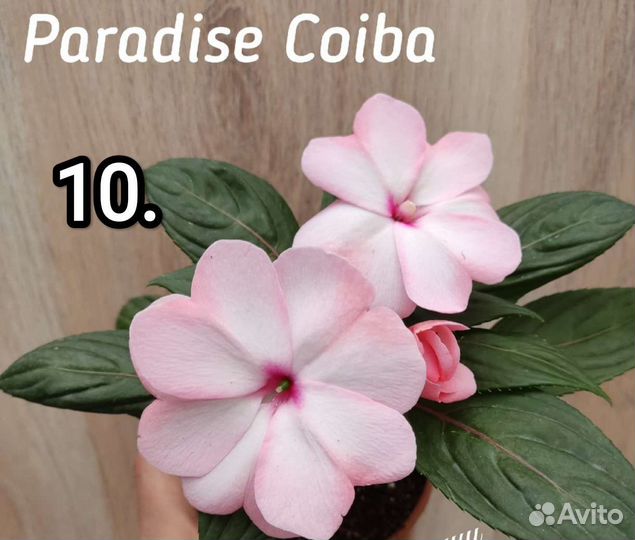 Бальзамин новогвинейский