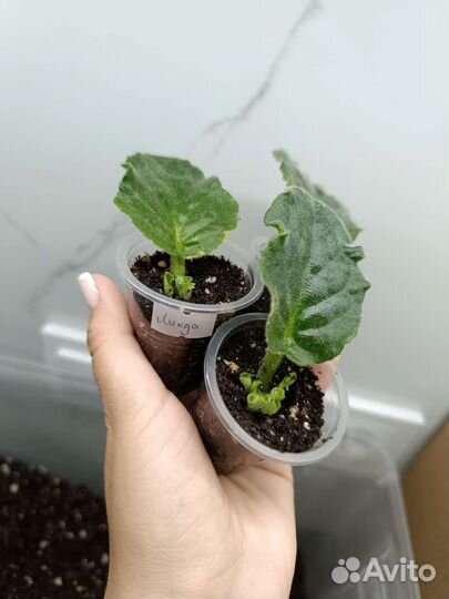 Фиалка укорененный лист