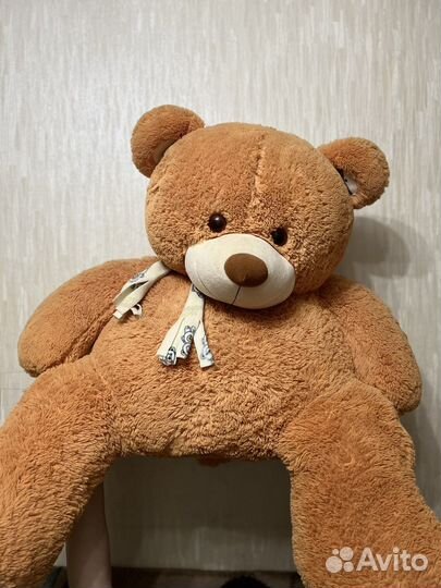 Большой мишка ищет себе хозяина