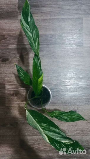 Комнатные сортовые цветы