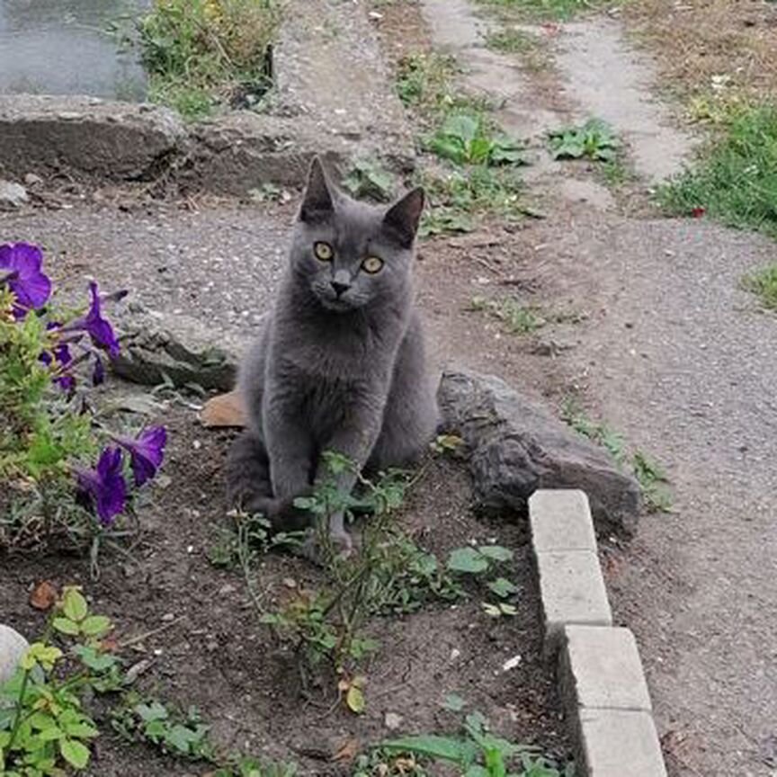 Мальчик котенок 5 мес в добрые руки бесплатно