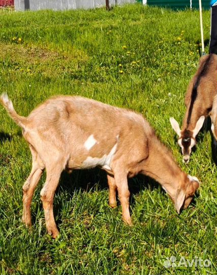 Нубийские козлята