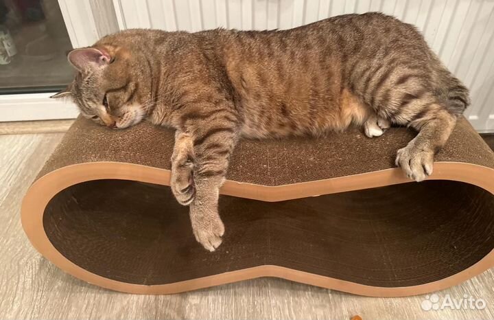 Британские котята