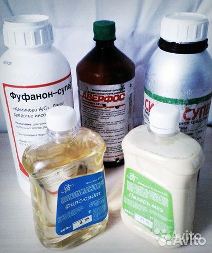 Уничтожение клопов тараканов клещей муравьев блох