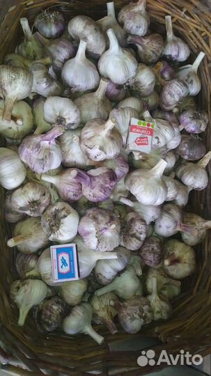 Чеснок домашний