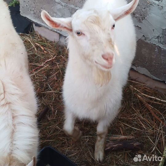 Козел и коза