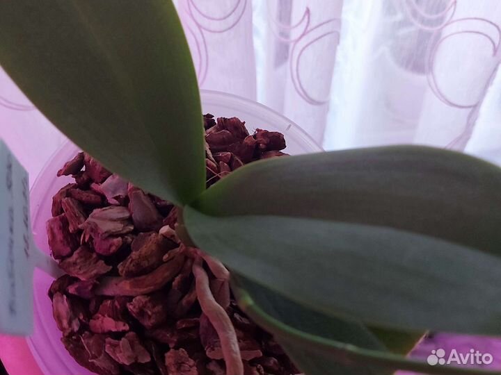 Орхидея фаленопсис бабочка