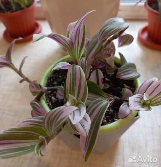 Традесканция Нанук