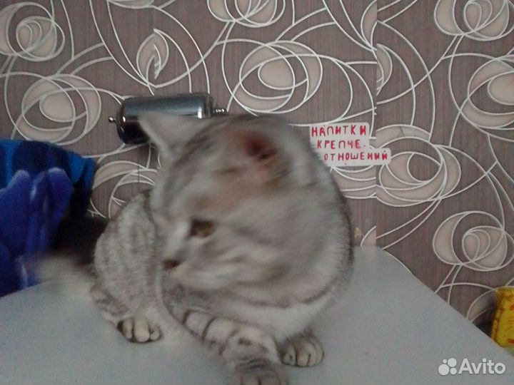 Кот шотландец