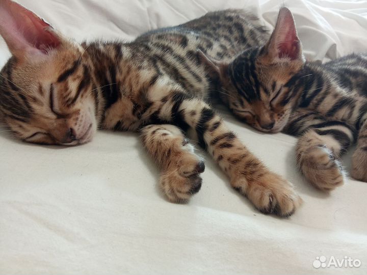 Бенгальские котята