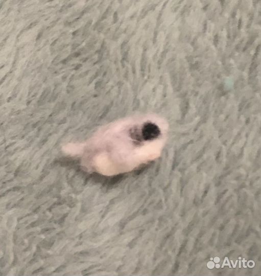 Валяние из шерсти