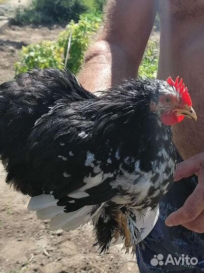 Куры петухи