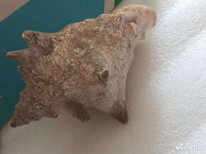 Ракушка большая