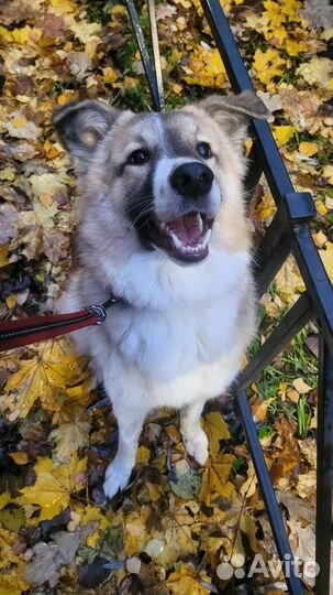 Передержка домашних животных