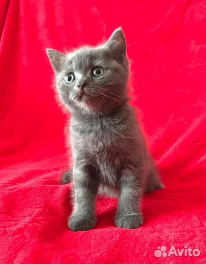 Шотландский котенок