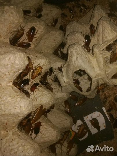 Туркменские тараканы