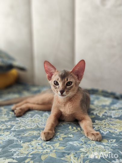 Elegant PET