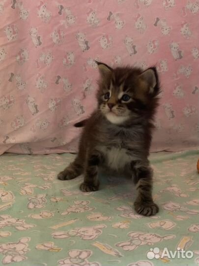 Котята мейн-кун