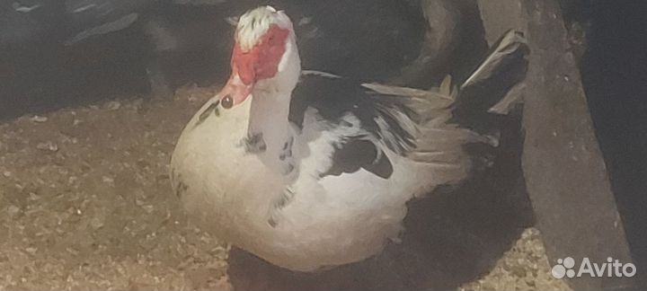 Кролики индоутки