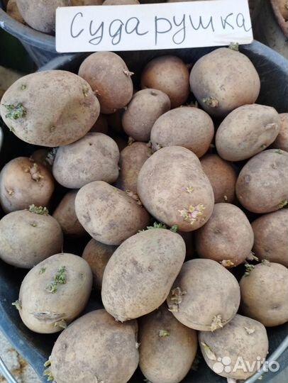 Семенной картофель