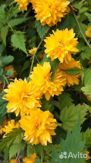 Саженцы цветов для сада