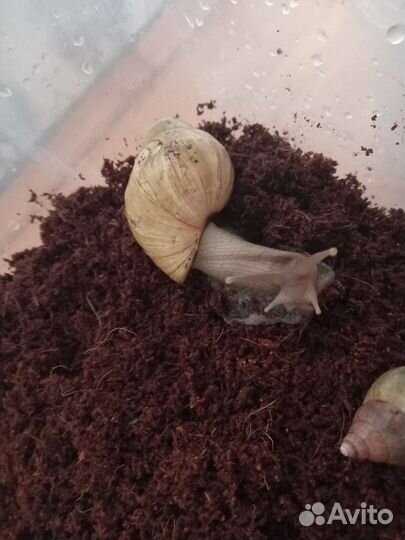 Улитки ахатины