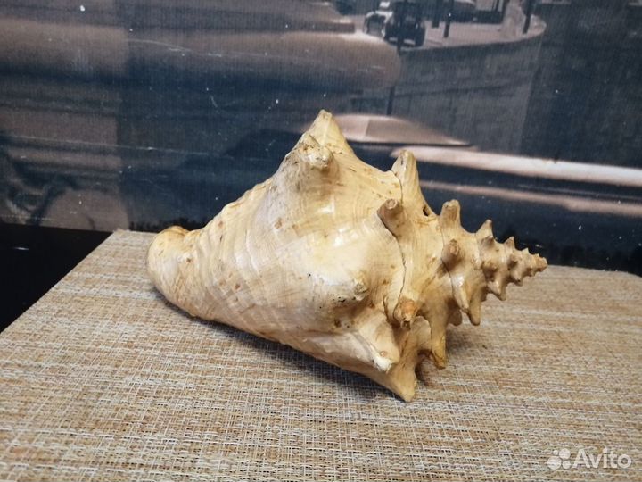 Ракушки большие, маленькие и морская звезда