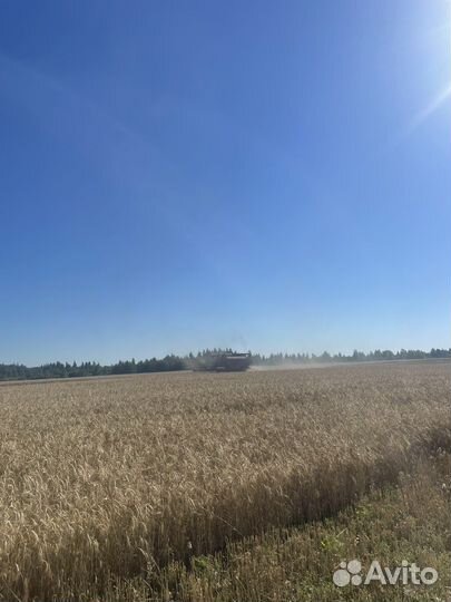 Элита озимая пшеница московская 40