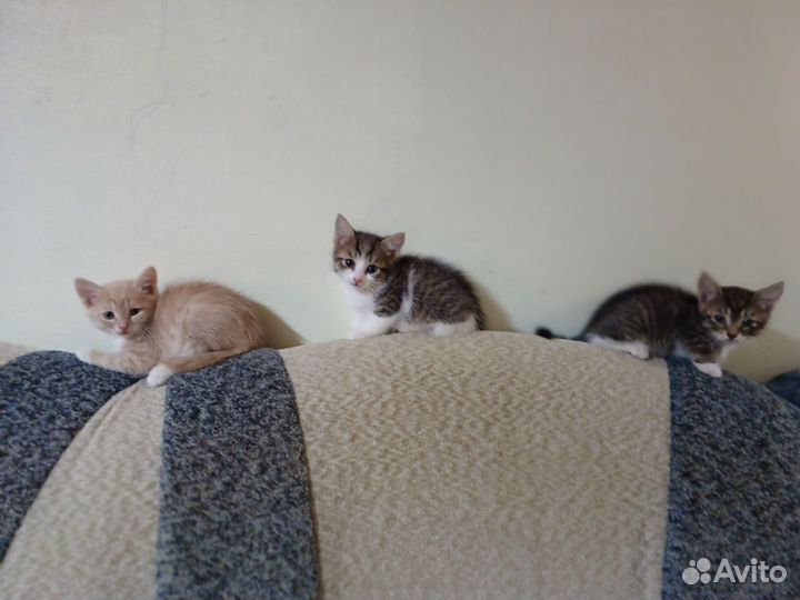 Котята в добрые руки