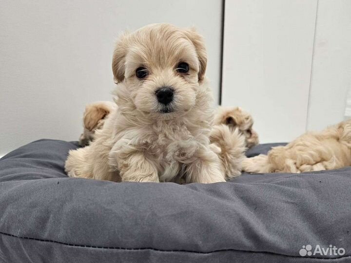 Щенки мальтипу f1