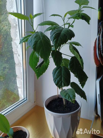 Гибискус китайская роза