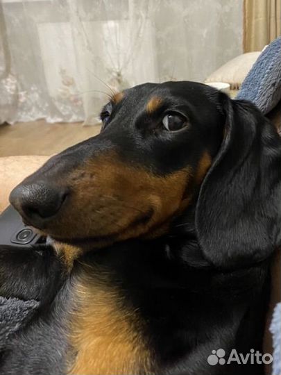 Вязка кобель такса