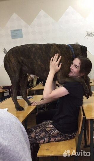 Домашняя передержка