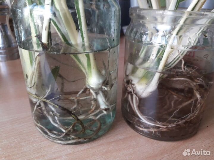 Спатифиллум Пикассо