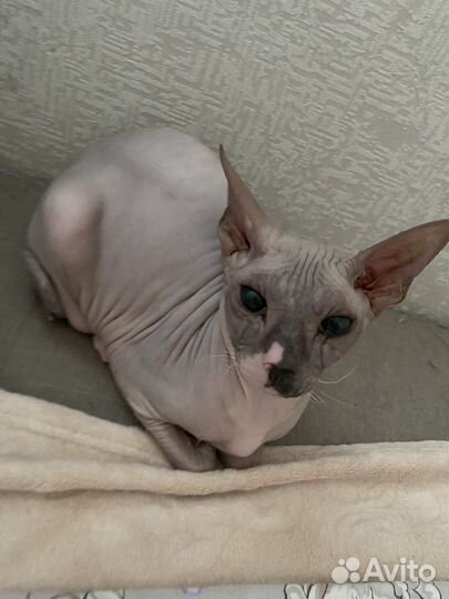 Донской сфинкс