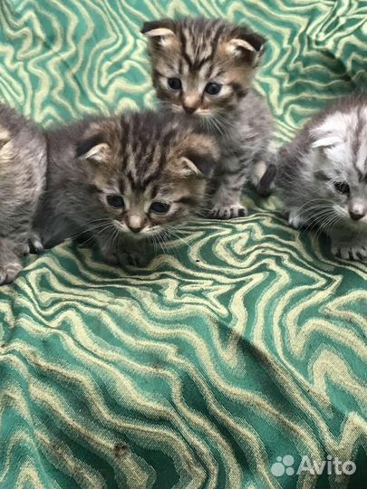 Котяты