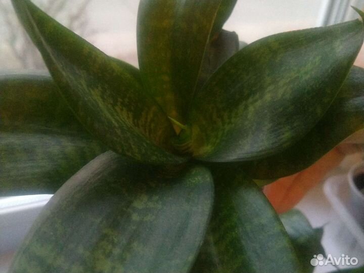 Сансевиерия (тещин язык), денежное дерево