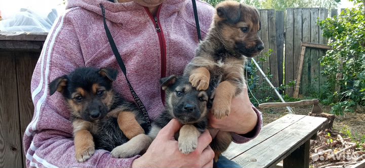 Собака, щенки в добрые руки отдам бесплатно