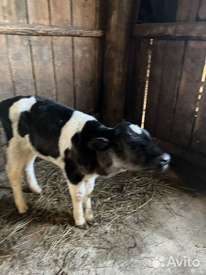 Холмогорская телочка