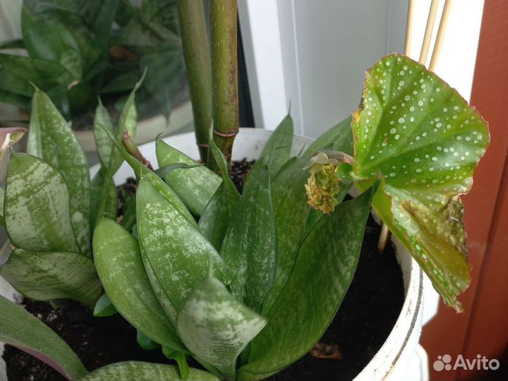 Комнатные цветы