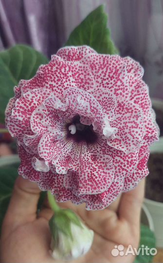 Глоксинии сортовые