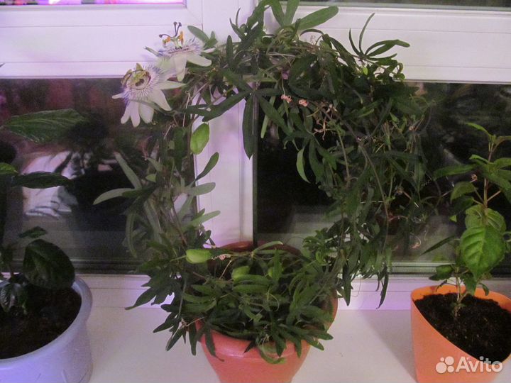 Пассифлора