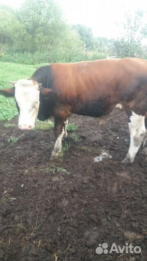 Продам быка