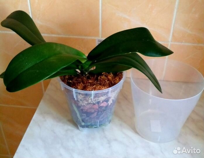 Орхидея Шанхай