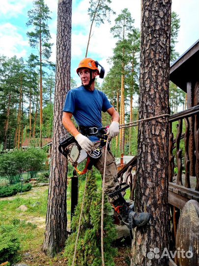 Спил деревьев, Полевской